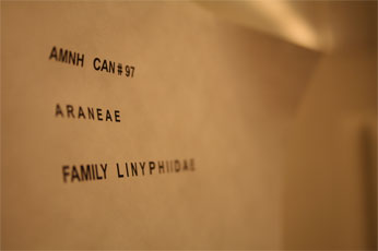 Wall signage that says "AMNH CAN #97 ARANEAE FAMILY LINYPHIIDAE"