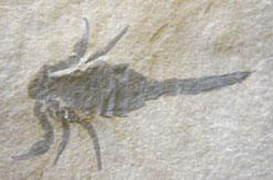Fossil scorpion