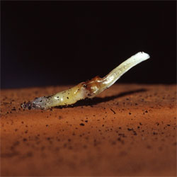 Scorpion spermatophore